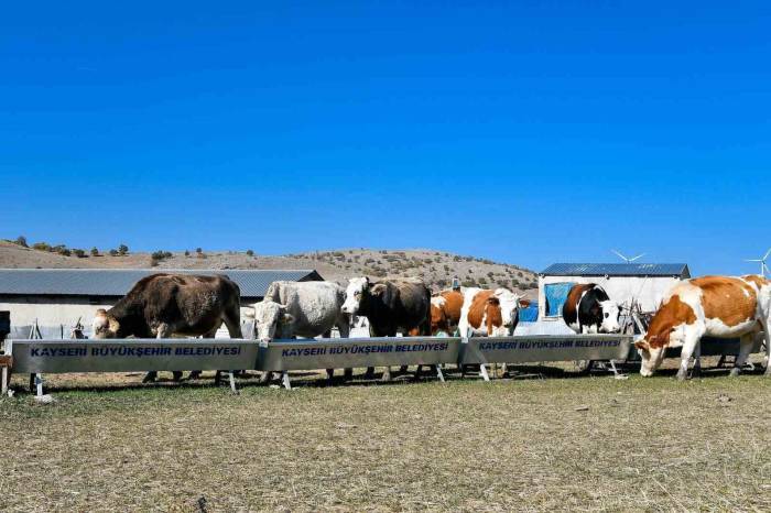 Büyükşehir’den Hayvancılığa Destek Başvurularında Dijital Kolaylık: Su Desteği Başvuruları Artık Online
