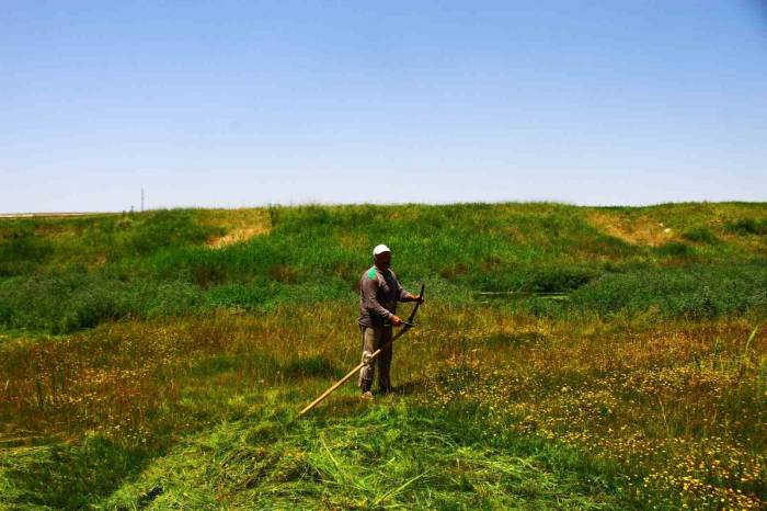 Malazgirt’te Tırpanın Son Ustası