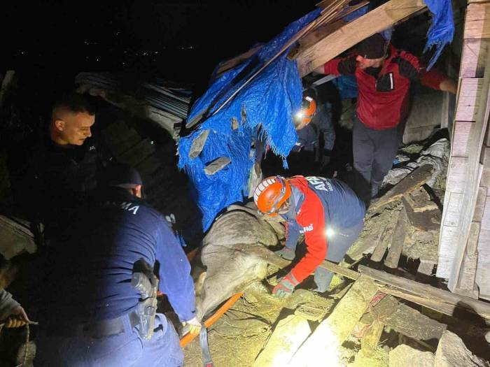 Artvin’de Çöken Ahırda Mahsur Kalan 33 Büyükbaş Hayvan Kurtarıldı