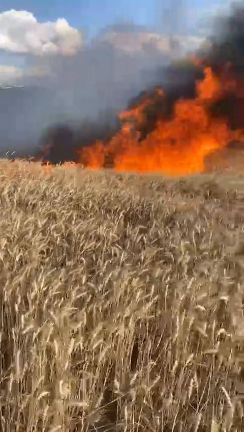 Bursa’da Buğday Tarlası Alev Alev Yandı