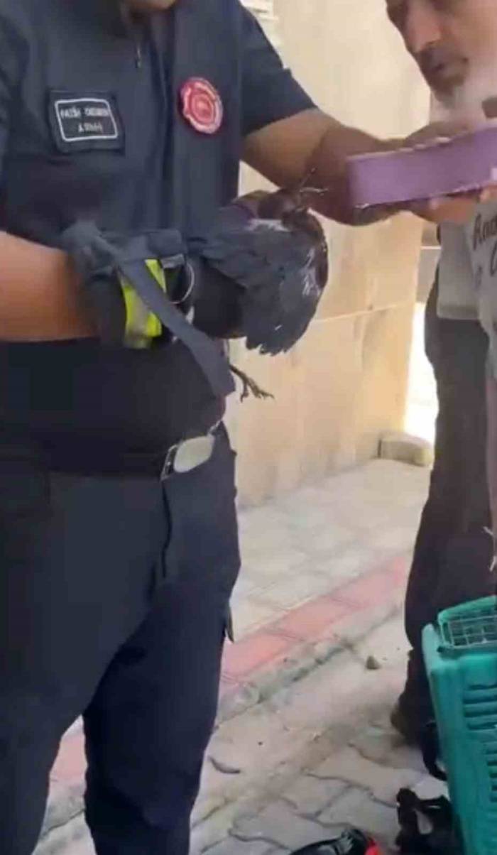 Bursa’da Yürekleri Isıtan Kurtarma Yavru Karga Ağaca Sıkıştı, Çaresizce Bekledi