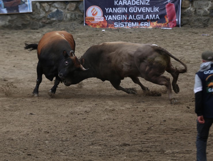 rizede-29-camlihemsin-ayder-kultur-sanat-ve-doga-festivali-boga-guresleriyle-tamamlandi-10.jpg
