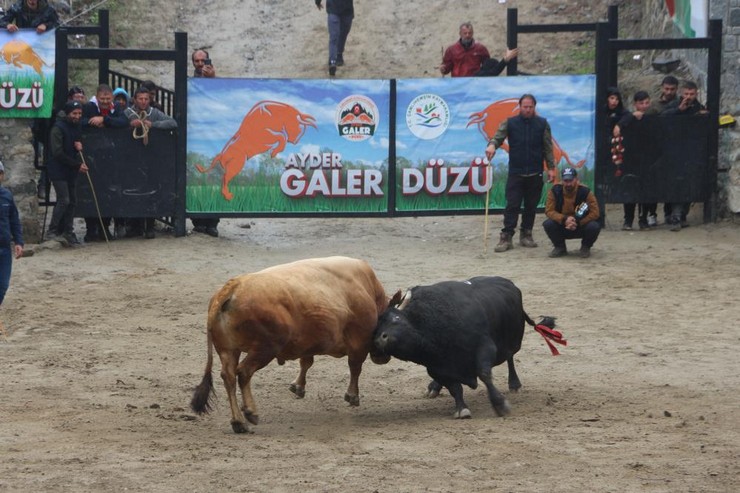 rizede-29-camlihemsin-ayder-kultur-sanat-ve-doga-festivali-boga-guresleriyle-tamamlandi-11.jpg