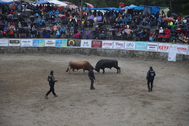rizede-29-camlihemsin-ayder-kultur-sanat-ve-doga-festivali-boga-guresleriyle-tamamlandi-2.jpg