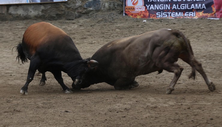 rizede-29-camlihemsin-ayder-kultur-sanat-ve-doga-festivali-boga-guresleriyle-tamamlandi-6.jpg