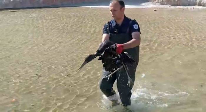 Havuza Düşen Yaralı Leylek Koruma Altına Alındı