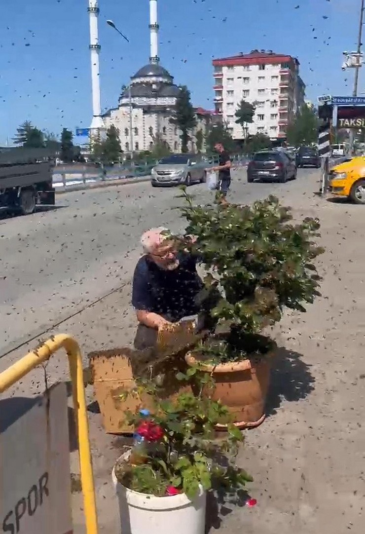 rizede-ogul-birakan-kovanin-arilari-ilce-merkezindeki-cicek-saksisini-sarinca-ortaya-gorsel-solen-cikti-3.jpg