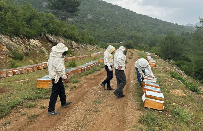 Adıyamanlı Arıcılar, 2025 Yılı Bal Fiyatlarını Açıkladı