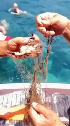 Alanya’da Ağa Takılan Yengeçler Kurtarıldı