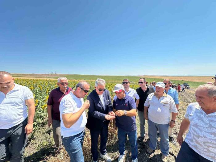 Bandırma’da Nohut Hasadı Şenliği