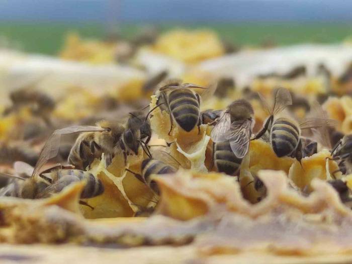 Ardahan Arı Yetiştiricileri Birliği Başkanı Evliyaoğlu: "hakiki Bal Donup Kristalize Olur’’