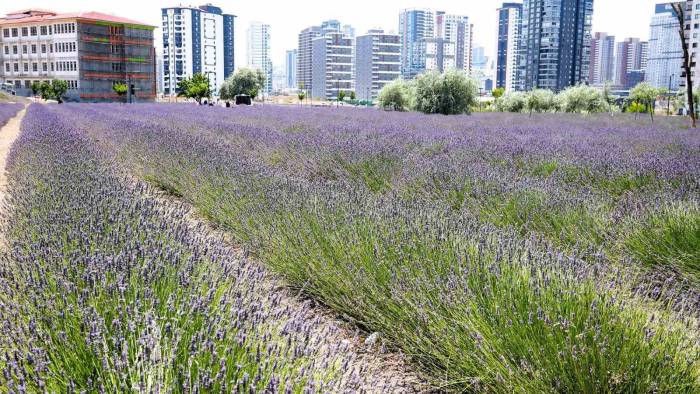 Keçiören’in Lavanta Ve Gül Bahçesi Ziyaretçileri Tarafından Beğeni Görüyor