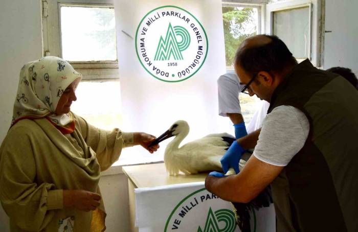 İlk Uçuşunda Yere Çakılan Yavru Leylek, Koruma Altına Alındı