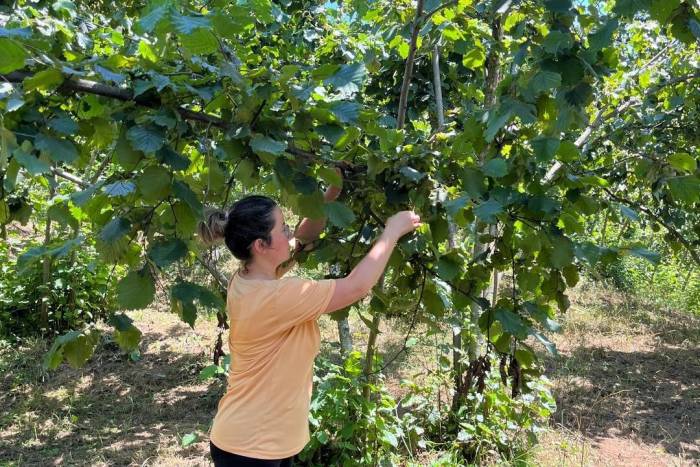 2025 Yılı Fındık Rekolte Tahmini Çalışmaları Tamamlandı