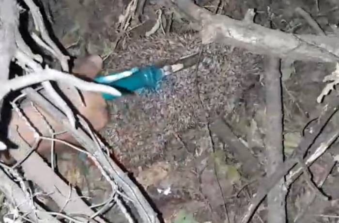 Dikenli Tellere Dolanan Kirpiyi Çocuklar Kurtardı