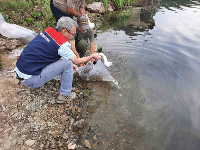 Topuk Yaylası Göletine 100 Bin Adet Pullu Sazan Yavrusu Bırakıldı