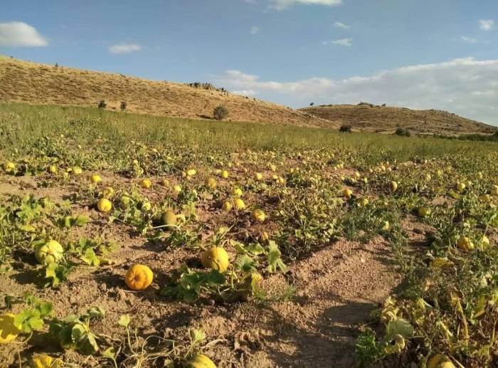 Kabak Üreticileri, Yağış Olmadığı İçin Dertli