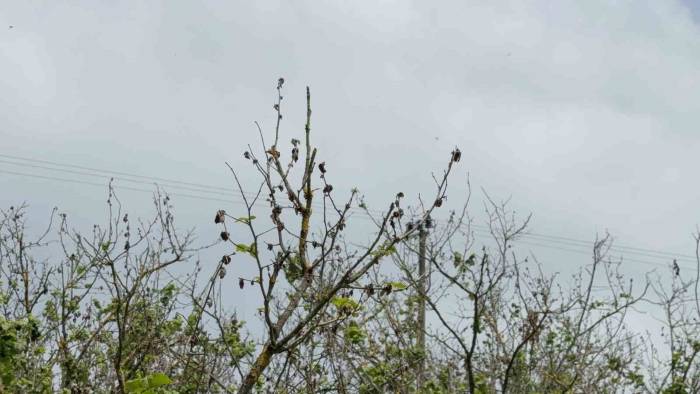 Çiftçiler 2 Yıl Fındıktan Umudu Kesti