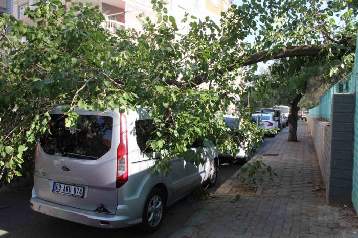 Park Halindeki Araca Ağaç Devrildi