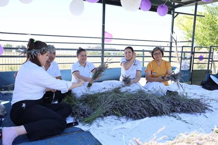 Lavanta Ve Kekik Hasadı Renkli Görüntülere Sahne Oldu