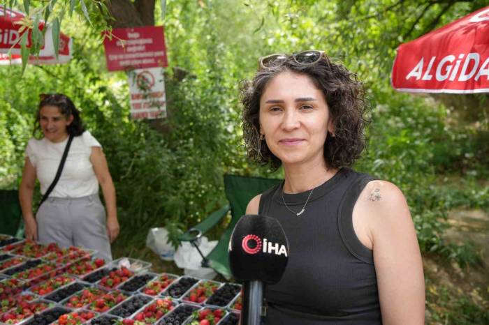 Kavurucu Sıcaklarda Çilek Ve Böğürtlen Mevsimi