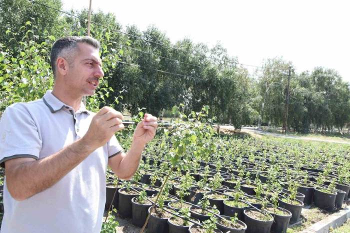 Erzurum Orman Bölge Müdürü Karakurt: "Bölgede Yıl Sonuna Kadar 908 Bin Fidan Toprakla Buluşturulacak"