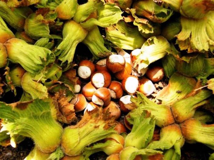 Samsun’da Fındık Hasadı Başladı: File Yöntemi Maliyeti Düşürüyor, Kaliteyi Artırıyor