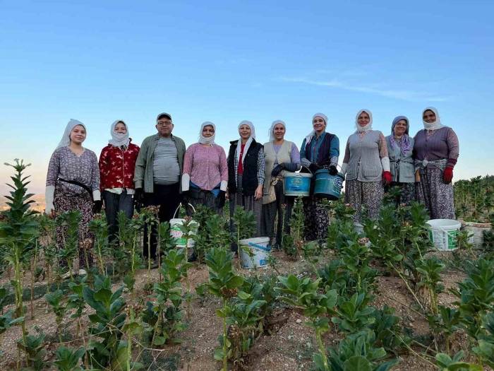 Buldan’da Kekik Ve Tütün Üreticilerinin Yüzü Gülüyor