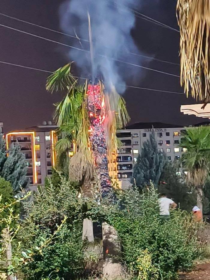 Mardin’de Palmiye Ağacı Ateşe Verildi