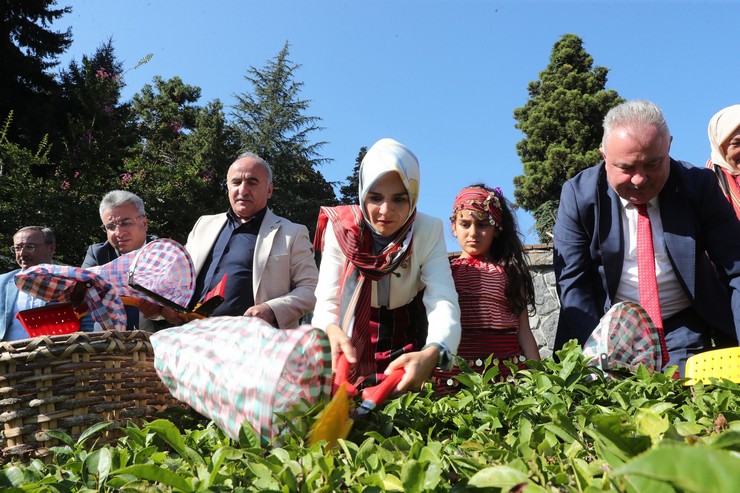 aile-ve-sosyal-hizmetler-bakani-mahinur-ozdemir-goktas-rizede-cay-hasadinda-bulundu-2.jpg