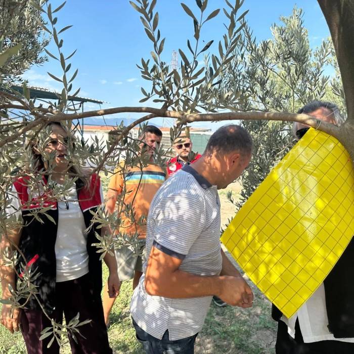 Zeytin Üreticilerine Zeytin Sineğiyle Mücadele İçin Tuzak Dağıtıldı
