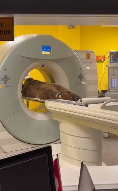 Hayvanat Bahçesinde Yediği Meyveden Rahatsızlanan Ayının Mr’ı Çekildi