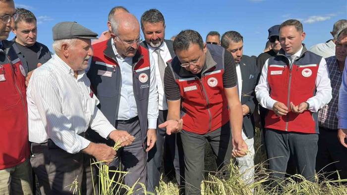 Çanakkale’de Damla Sulamayla Yetiştirilen Çeltiklerde Hasat Zamanı