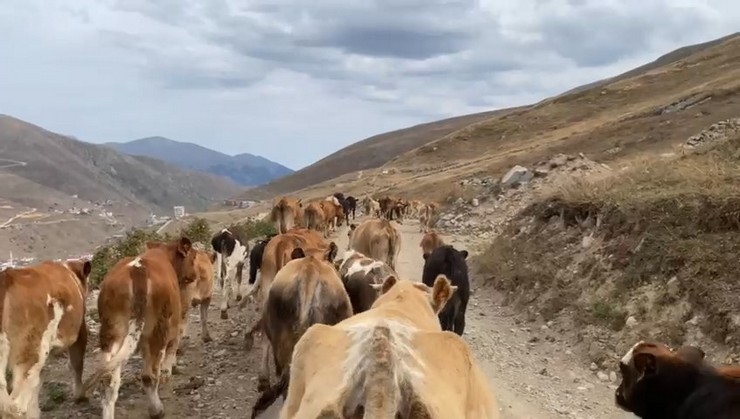 dogu-karadenizin-yuksekleri-beyaza-burundu-cobanlar-surulerini-yayladan-indirdi-7.jpg