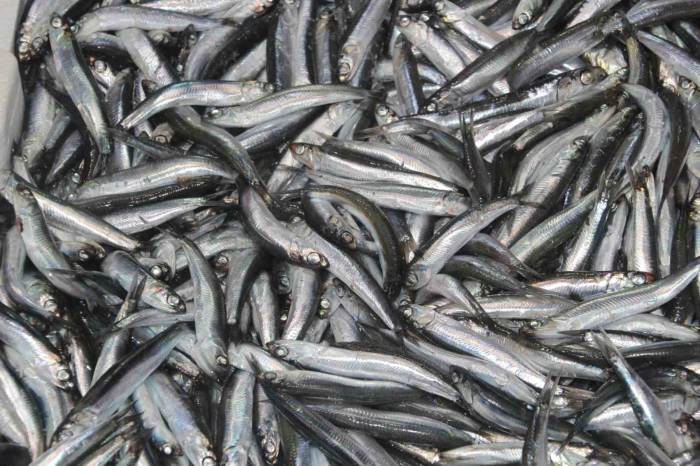 Tezgahların Gözdesi ’hamsi’