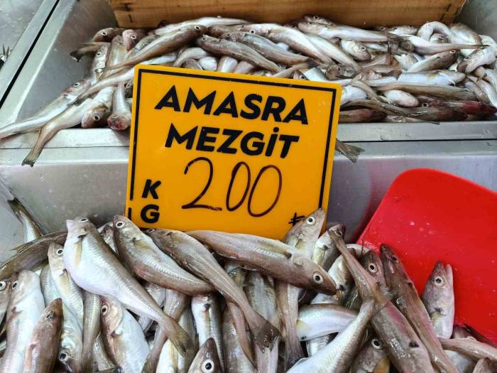 Balıkçılar Palamut İçin "kestane Karası"nı Bekliyor