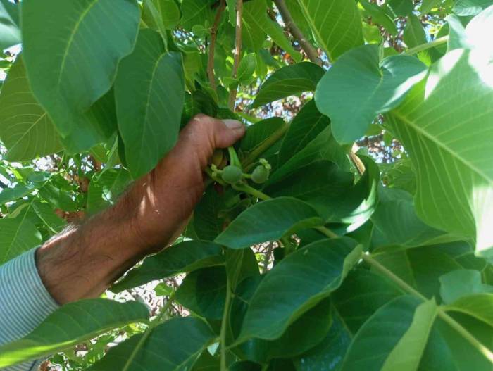 Malatya’da Mevsim Dışında Meyve Veren Ceviz Ağaçları Şaşırttı