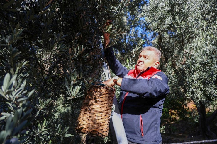 artvinde-lezzet-odullu-butko-zeytini-hasadi-basladi-5.jpg