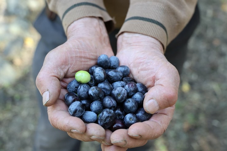 artvinde-lezzet-odullu-butko-zeytini-hasadi-basladi-7.jpg