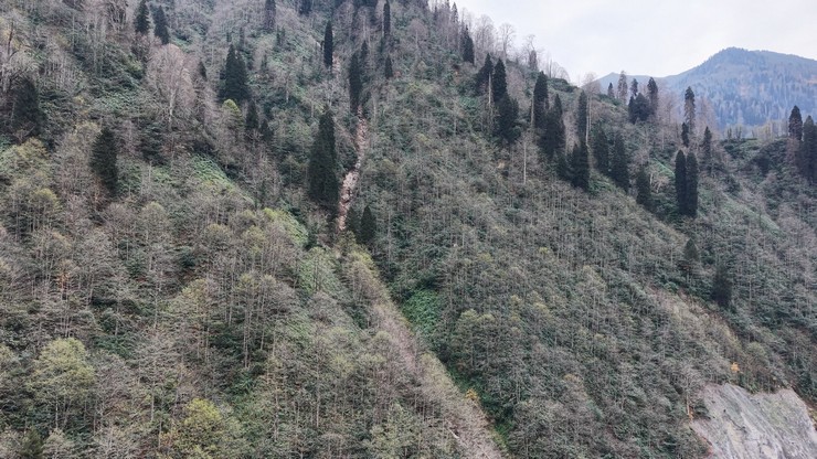 dogu-karadenizde-kuresel-isinmaya-bagli-yuksek-sicakliklar-ve-ani-yagis-rejimindeki-degiskenlikler-nedeniyle-orman-varligi-ve-biyocesitlilik-acisindan-alarm-veriyor-1.jpg