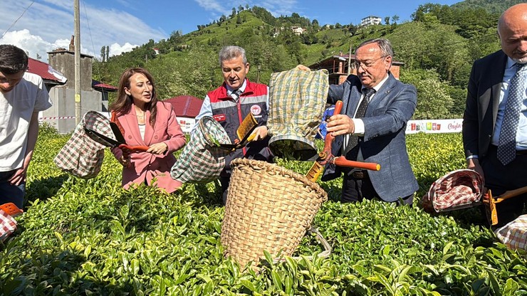 artvinde-geleneksel-cay-hasadi-etkinligi-duzenlendi-1.jpg