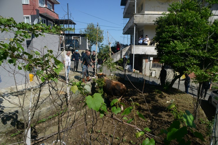 rizede-kacan-kurbanlik-boga-sahiplerine-zor-anlar-yasatti-4.jpg