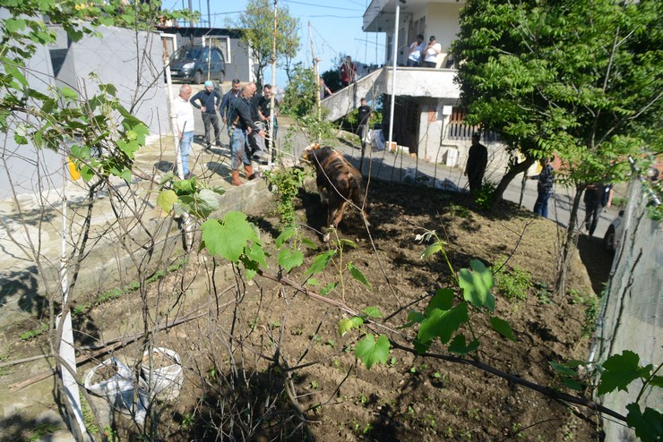 rizede-kacan-kurbanlik-boga-sahiplerine-zor-anlar-yasatti-5.jpg