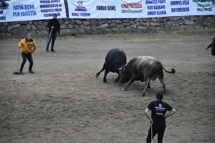 artvinin-murgul-ilcesinde-organize-edilen-16-murgul-damar-karagol-kultur-sanat-ve-boga-guresleri-festivali-sona-erdi-2.jpg