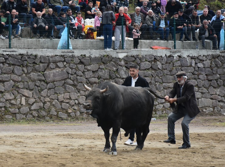 artvinin-murgul-ilcesinde-organize-edilen-16-murgul-damar-karagol-kultur-sanat-ve-boga-guresleri-festivali-sona-erdi-5.jpg