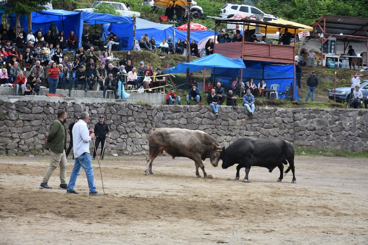 artvinin-murgul-ilcesinde-organize-edilen-16-murgul-damar-karagol-kultur-sanat-ve-boga-guresleri-festivali-sona-erdi-6.jpg