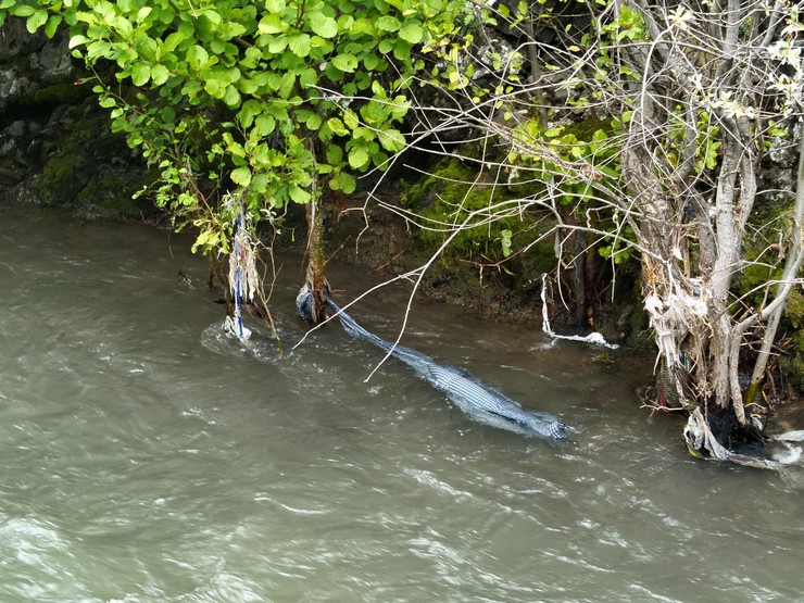 artvinin-savsat-ilcesinde-dereye-dusen-kamyonette-akintiya-kapilarak-kaybolan-selahattin-65-ile-oglu-mecit-kayayi-45-arama-calismalarinin-7-gununde-dere-kenar.jpg