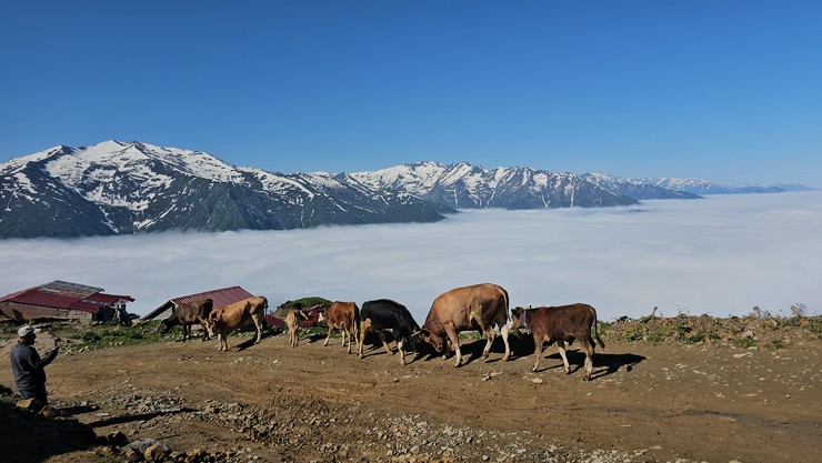 rizenin-camlihemsin-ilcesine-bagli-yuksek-kesimli-yaylalardaki-sis-denizi-dronla-kaydedildi-2.jpg