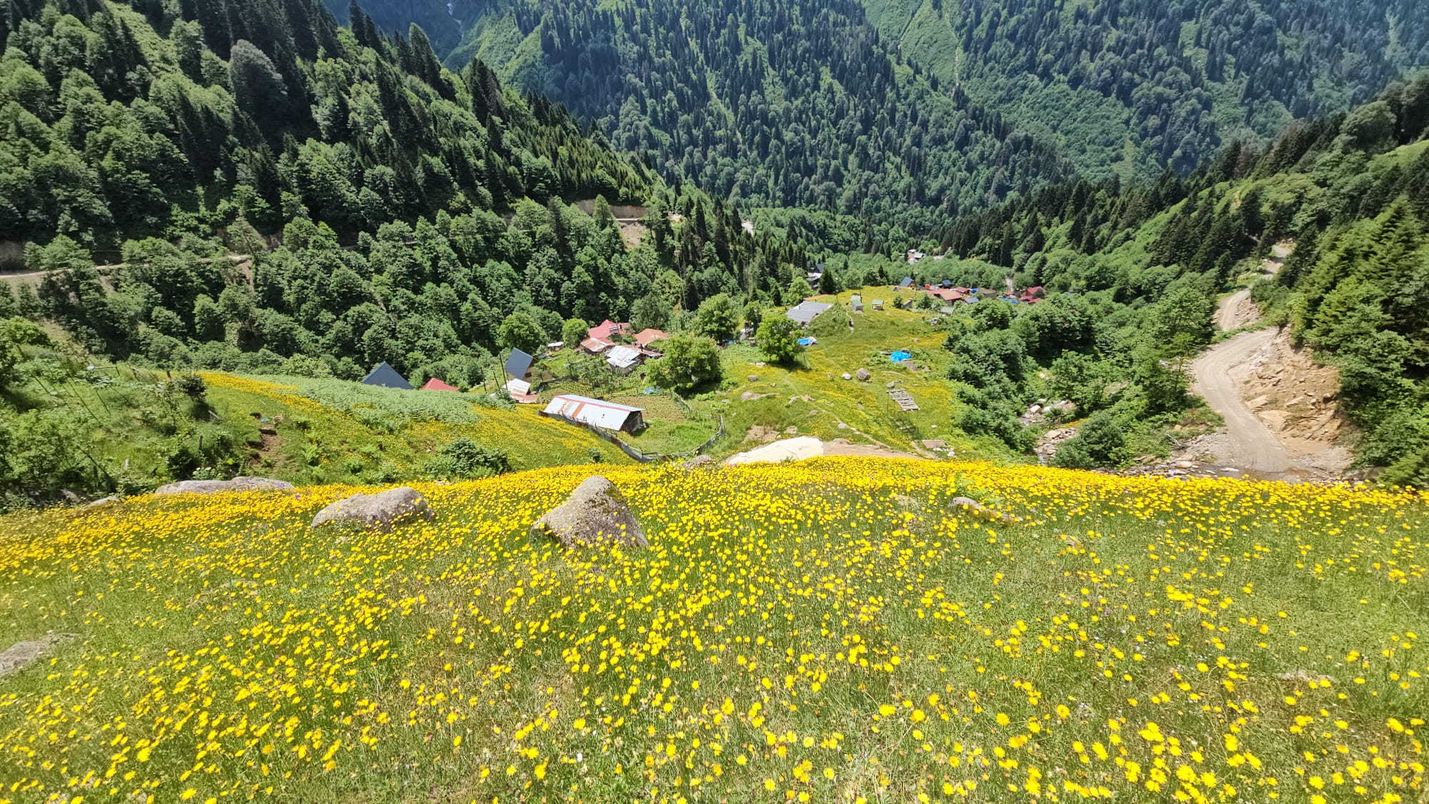 aa-20260715-41981102-41981101-kackar-daglarinin-etekleri-sari-ciceklerle-renklendi.jpg
