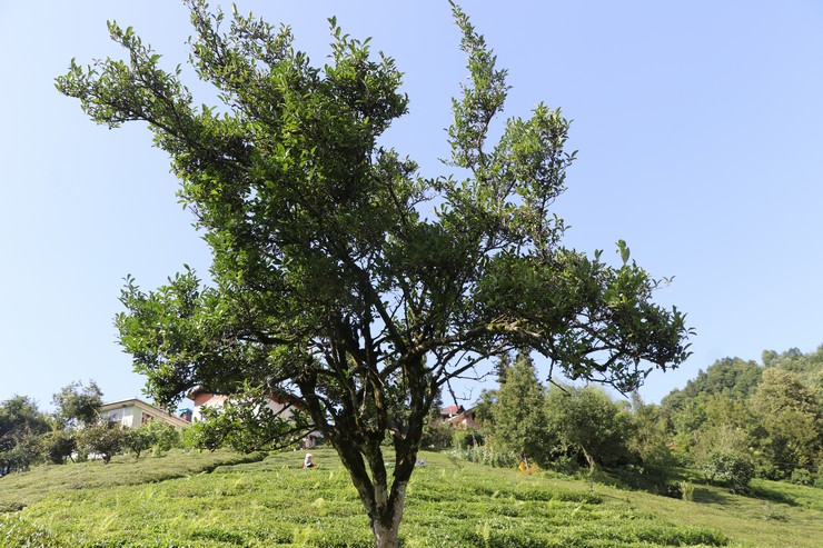 rizede-yaklasik-70-yildir-budanmayan-cay-agaci-gorenlerin-ilgisini-cekiyor-1.jpg